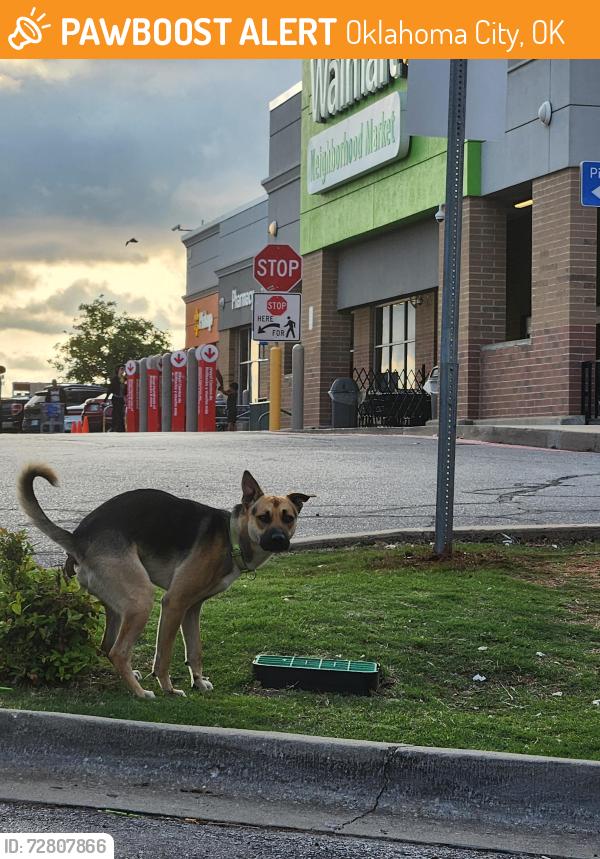 Found/Stray Male Dog last seen Penn Ave and 23rd Street, Oklahoma City, OK 73107