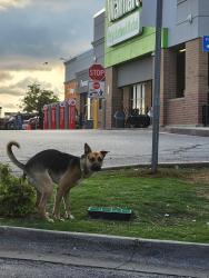 Found/Stray Male Dog last seen Penn Ave and 23rd Street, Oklahoma City, OK 73107