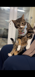 Lost Male Cat last seen Blackburn, Blackburn with Darwen, England BB1