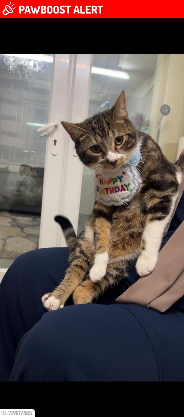 Lost Male Cat last seen Blackburn, Blackburn with Darwen, England BB1