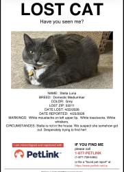 Lost Female Cat last seen Marion and Maryland , Shorewood, WI 53211