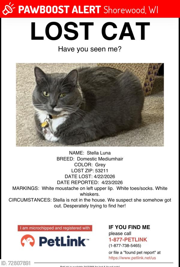 Lost Female Cat last seen Marion and Maryland , Shorewood, WI 53211