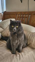 Lost Female Cat last seen King & Meadows, Rio Rancho, NM 87144