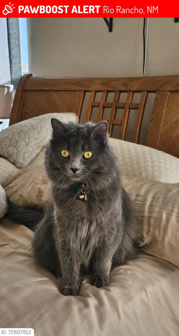 Lost Female Cat last seen King & Meadows, Rio Rancho, NM 87144