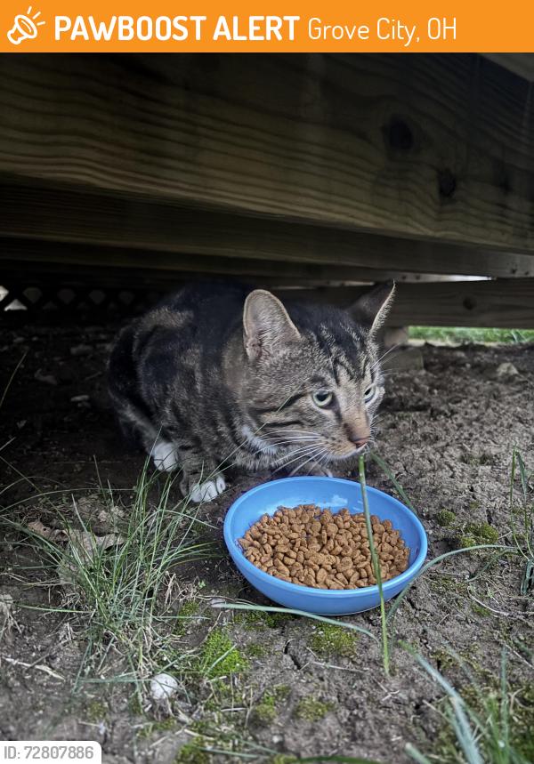Found/Stray Unknown Cat last seen Pinnacle area in Grove City, Grove City, OH 43123