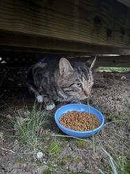 Found/Stray Unknown Cat last seen Pinnacle area in Grove City, Grove City, OH 43123
