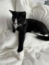 Lost Male Cat last seen Near Boxwood Lane Englewood FL 34223, Englewood, FL 34223