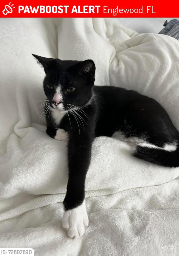 Lost Male Cat last seen Near Boxwood Lane Englewood FL 34223, Englewood, FL 34223
