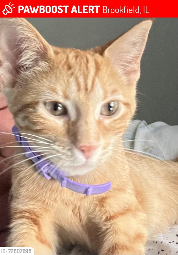 Lost Female Cat last seen Oak and Windmere, Brookfield, IL 60513