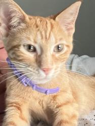 Lost Female Cat last seen Oak and Windmere, Brookfield, IL 60513