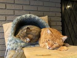 Lost Male Cat last seen S. Galloway Dr. , Memphis, TN 38111