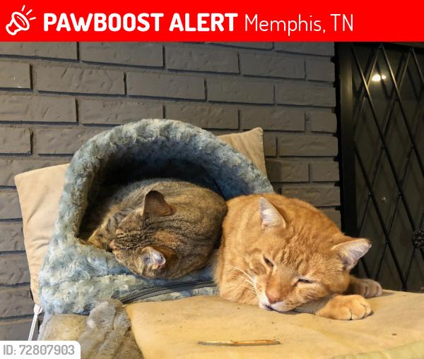Lost Male Cat last seen S. Galloway Dr. , Memphis, TN 38111