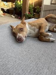 Found/Stray Female Dog last seen 19th Ave & cinnabar Ave , Phoenix, AZ 85021