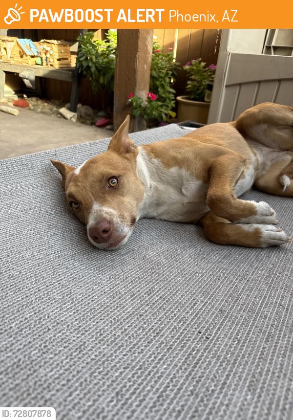 Found/Stray Female Dog last seen 19th Ave & cinnabar Ave , Phoenix, AZ 85021