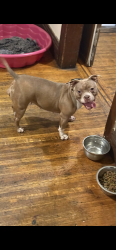 Lost Female Dog last seen Beooks, Rochester, NY 14614
