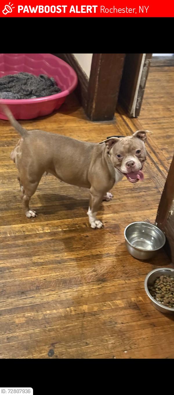 Lost Female Dog last seen Beooks, Rochester, NY 14614