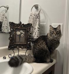 Lost Male Cat last seen Holloman Dr; Fayetteville, NC, Fayetteville, NC 28312