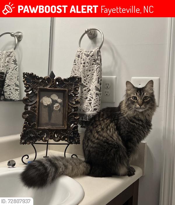 Lost Male Cat last seen Holloman Dr; Fayetteville, NC, Fayetteville, NC 28312