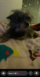 Lost Female Dog last seen Jaguar drive, Santa Fe, NM 87507