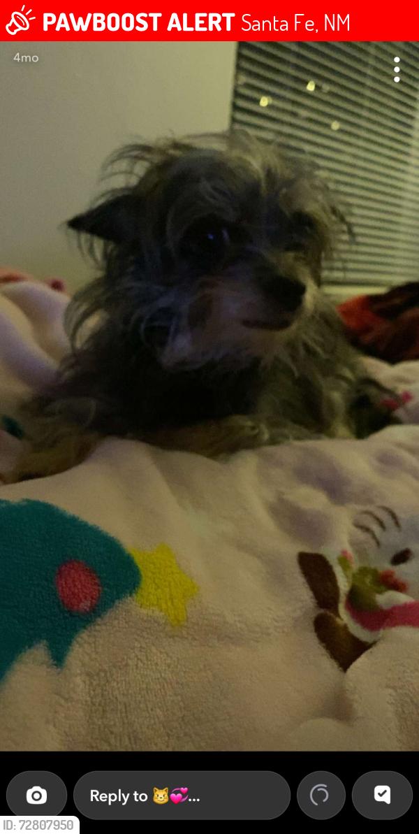 Lost Female Dog last seen Jaguar drive, Santa Fe, NM 87507