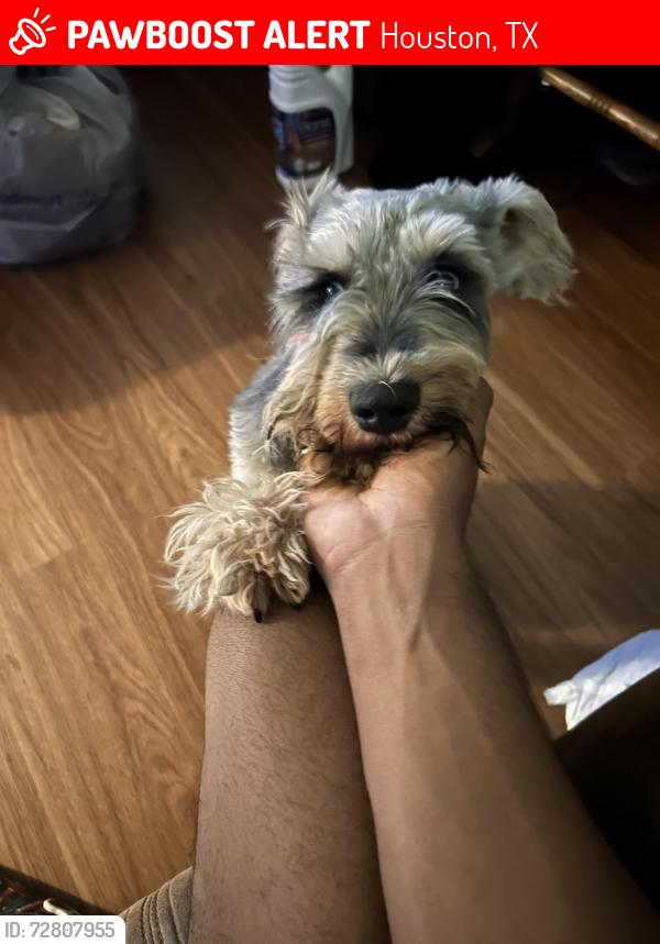 Lost Male Dog last seen Lee street, Houston, TX 77026