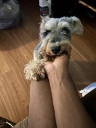 Lost Male Dog last seen Lee street, Houston, TX 77026