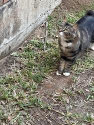 Found/Stray Unknown Cat last seen Pepperidge Dr Katy, Tx, Katy, TX 77494
