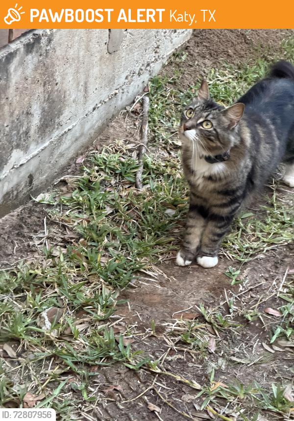 Found/Stray Unknown Cat last seen Pepperidge Dr Katy, Tx, Katy, TX 77494