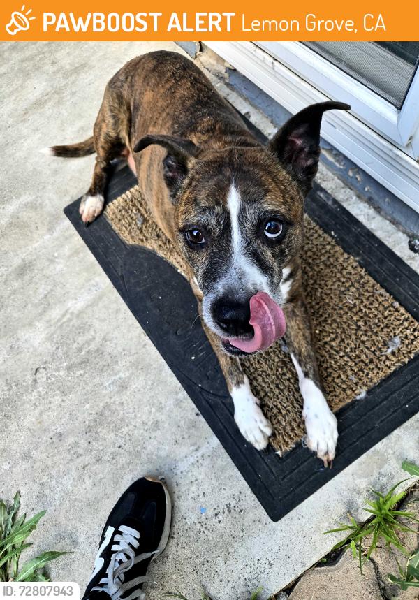 Found/Stray Female Dog last seen Near lemon grove , Lemon Grove, CA 91946