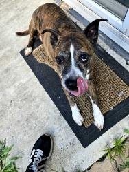 Found/Stray Female Dog last seen Near lemon grove , Lemon Grove, CA 91946