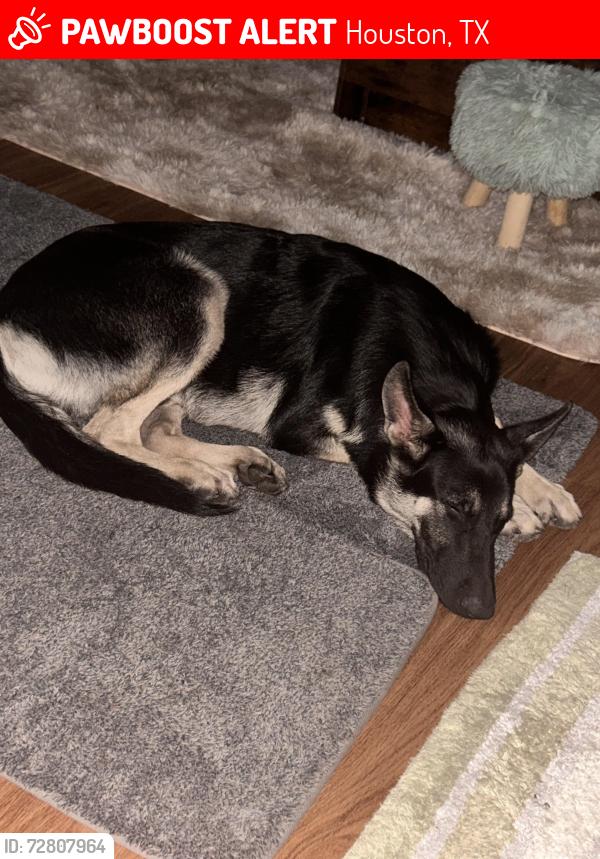 Lost Male Dog last seen Lee street, Houston, TX 77026
