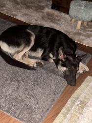 Lost Male Dog last seen Lee street, Houston, TX 77026