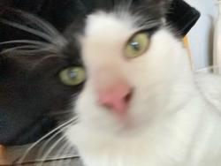 Lost Male Cat last seen Irene Drive and Lake Cook Rd, Palatine, IL 60074