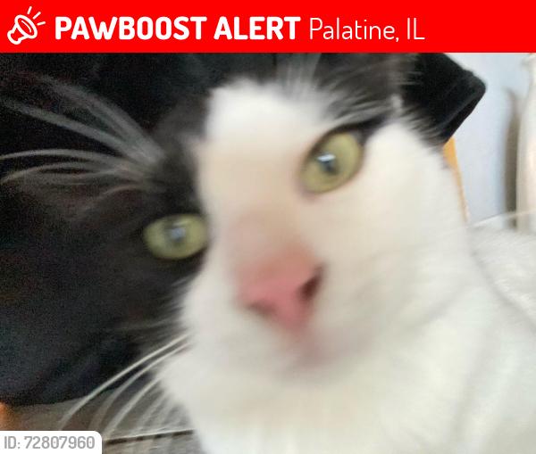 Lost Male Cat last seen Irene Drive and Lake Cook Rd, Palatine, IL 60074