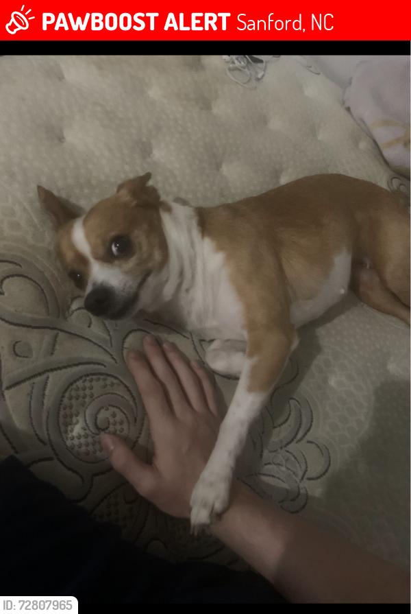 Lost Female Dog last seen Kangaroo, Sanford, NC 27332