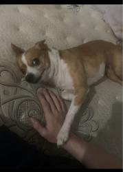 Lost Female Dog last seen Kangaroo, Sanford, NC 27332