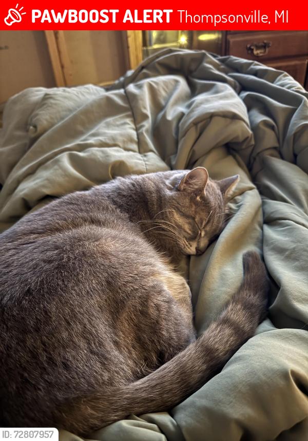 Lost Male Cat last seen Betsie River Canoes and Campground, Thompsonville, MI 49683