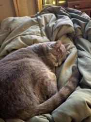 Lost Male Cat last seen Betsie River Canoes and Campground, Thompsonville, MI 49683