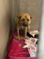 Shelter Stray Female Dog last seen Near BLOCK COLIMA AVE, San Bernardino, CA 92401