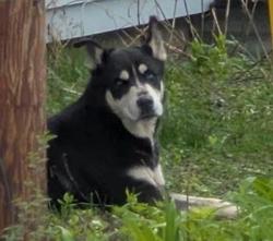 Shelter Stray Unknown Dog last seen Monona, WI 53716, Madison, WI 53718
