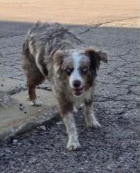 Shelter Stray Male Dog last seen Cottage Grove, WI 53527, Madison, WI 53718