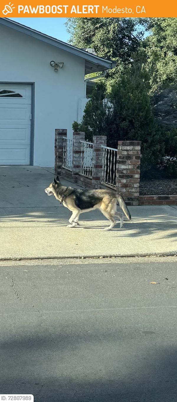 Found/Stray Unknown Dog last seen rumble between Tully and Carver , Modesto, CA 95355