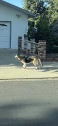 Found/Stray Unknown Dog last seen rumble between Tully and Carver , Modesto, CA 95355