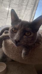 Lost Female Cat last seen By the baseball field and apmts, Bell Park, VIC 3215