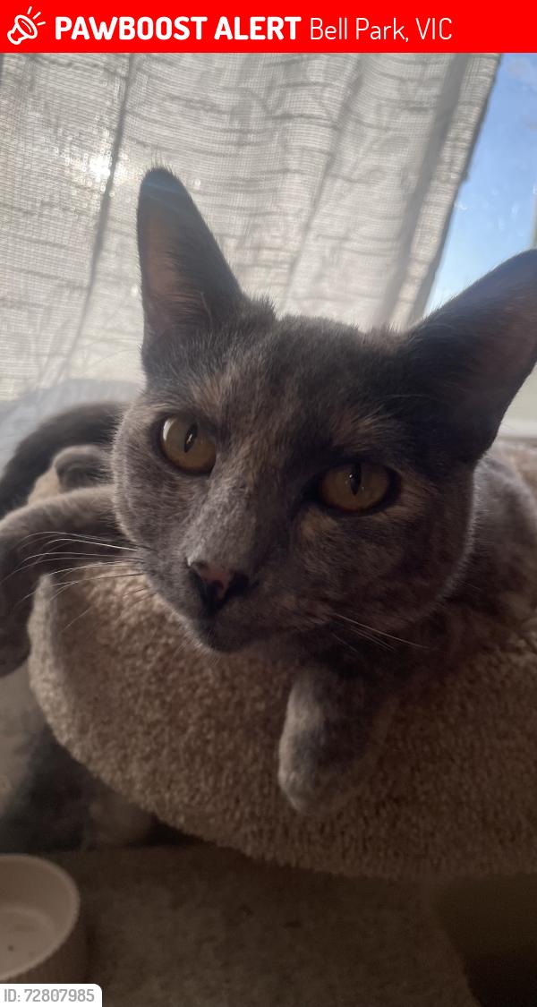 Lost Female Cat last seen By the baseball field and apmts, Bell Park, VIC 3215