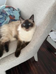 Lost Female Cat last seen Clinton Keith and nutmeg , Murrieta, CA 92562