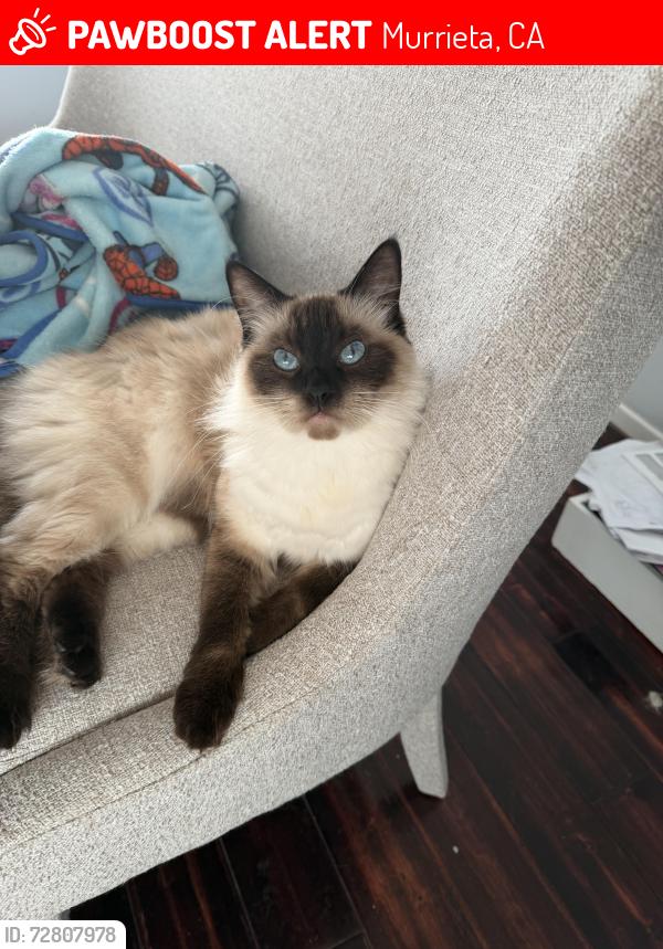 Lost Female Cat last seen Clinton Keith and nutmeg , Murrieta, CA 92562