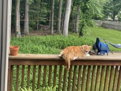 Lost Male Cat last seen Lauderdale, Henrico County, VA 23233