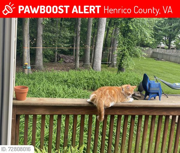 Lost Male Cat last seen Lauderdale, Henrico County, VA 23233