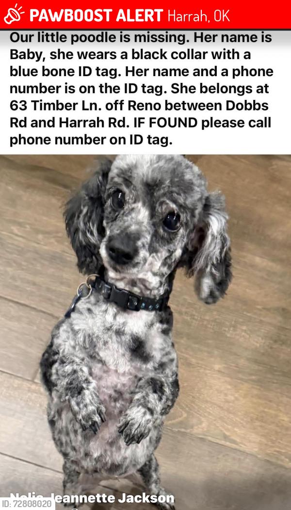 Lost Female Dog last seen Reno/Dobbs, Harrah, OK 73045